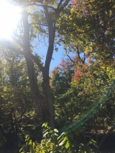 autumn-breezes-in-the-treetops